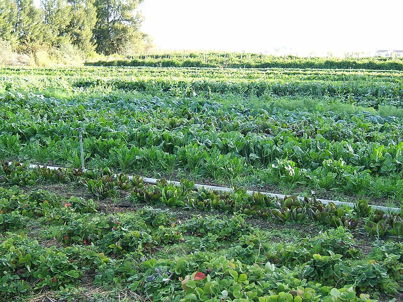 کشاورزی ارگانیک | کشاورزی زیستی