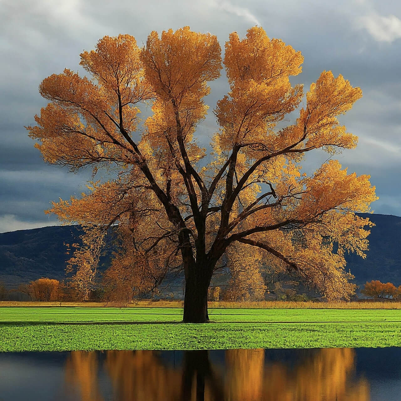 آبیاری غرقابی